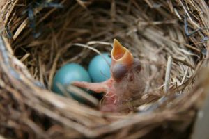 how long does it take robin eggs to hatch